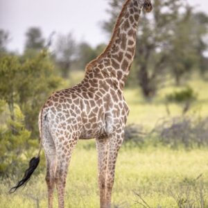 demo-attachment-104-giraffe-standing-in-soft-sunset-light-2FS4YDN
