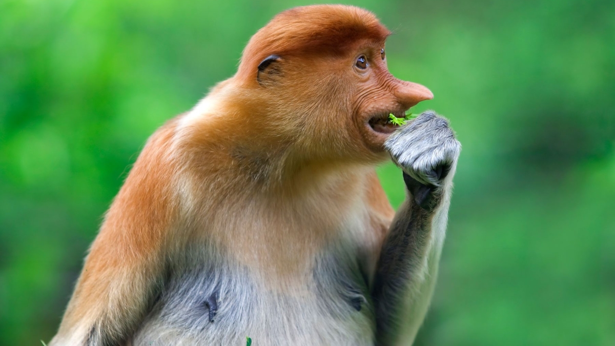 demo-attachment-291-proboscis-monkey-PK9YC3W-1